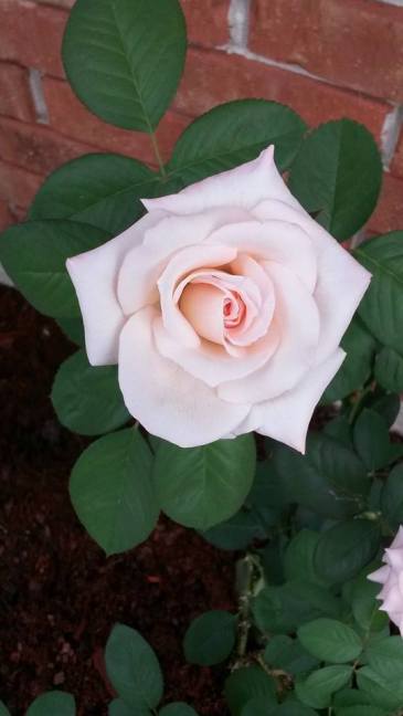 Close up of Henry Rose