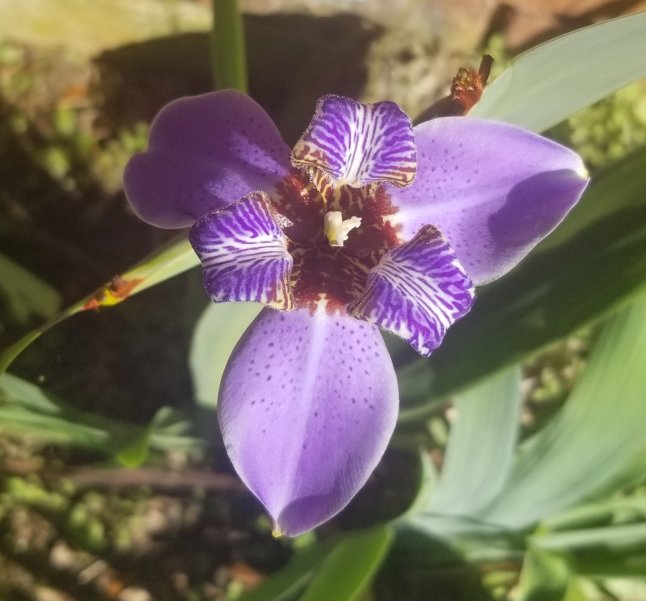 Growing Bearded Irises